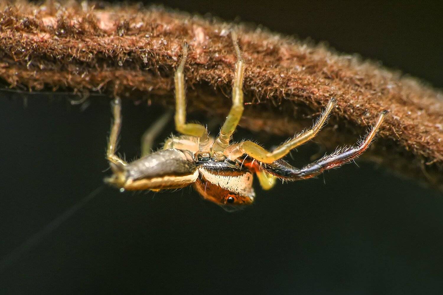 Spider. Автор: NeCoTi ChonTin Spider, macro, close up, nature, natural, insect, NeCoTi ChonTin