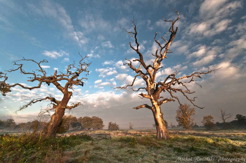 trees, ,clouds, ,sky, ,autumn, ,season, ,sunrise, ,sunlight, ,park, ,colors, , Solitary oaks фото превью