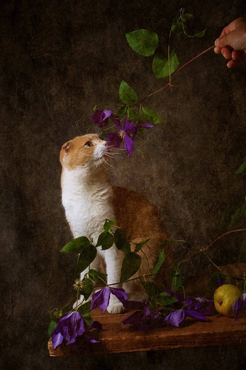 , Анжелика Королева