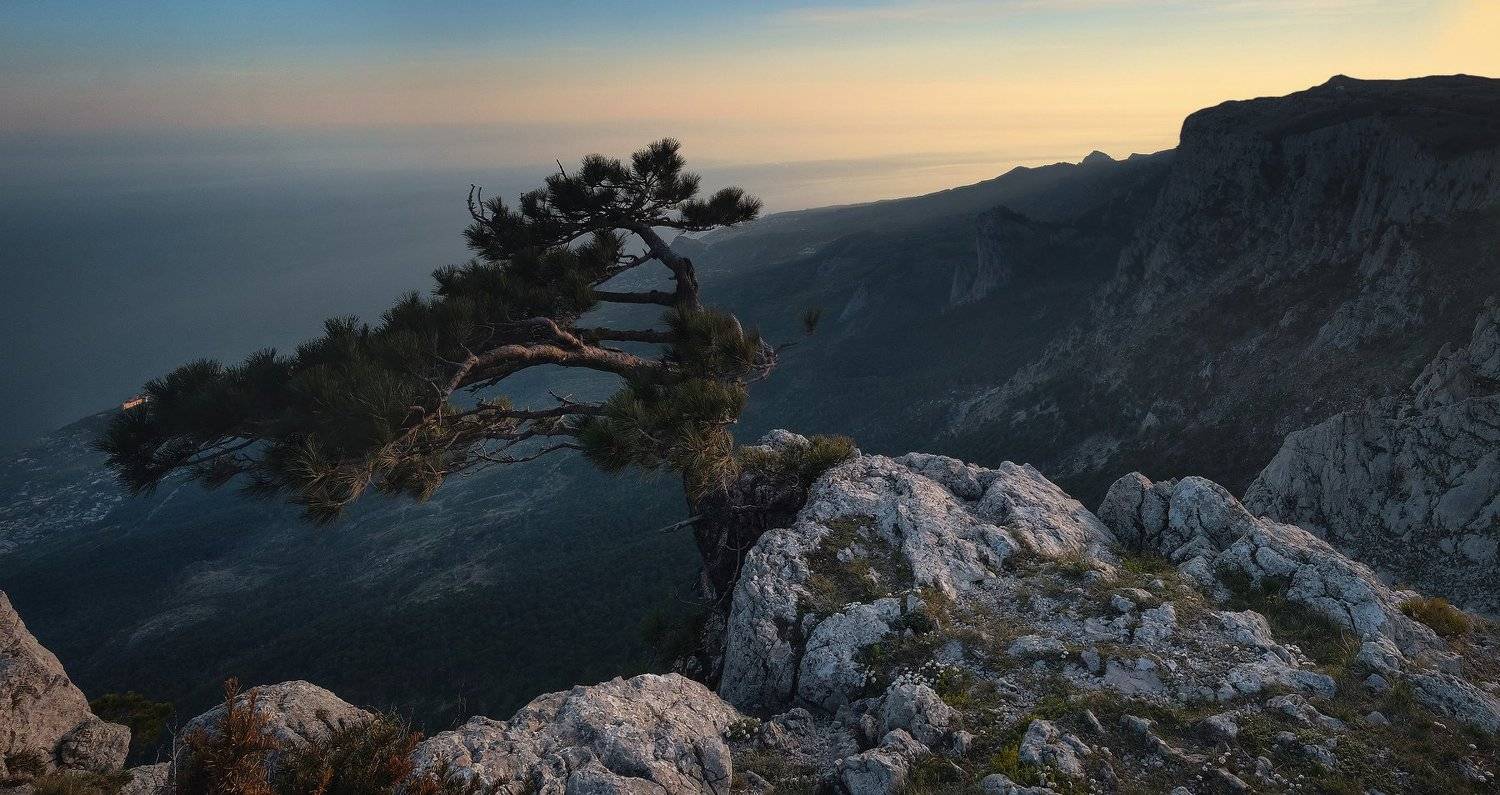 Крым, Ай-Петри, Ялта, горы, сосна, Алексей Бордуков