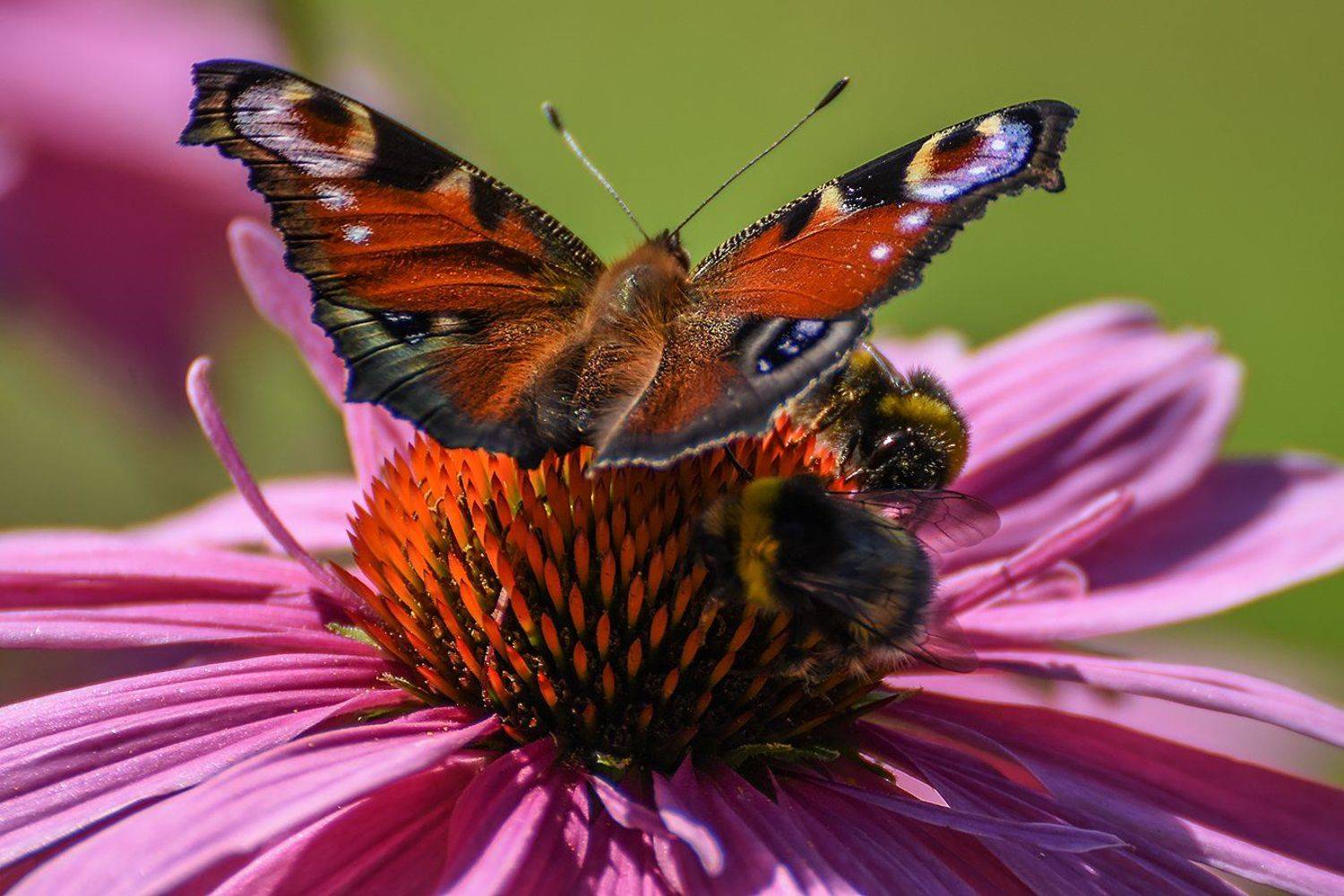 макро,бабочка,природа, Сергей Духанин