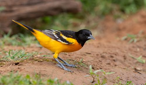 Baltimore Oriole. Балтиморская иволга или Балтиморский цветной трупиал