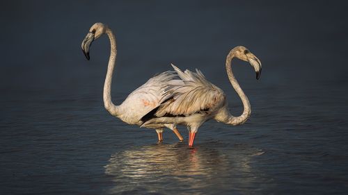 Greater flamingo