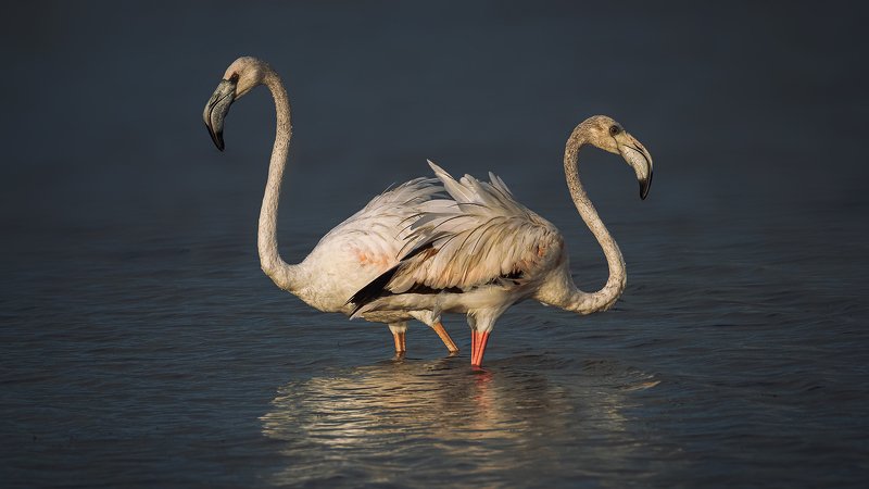 blues, butterfly, art, nu, artistic, erotica, eroticism, face, girl, lenin1968, naked, body, nu, nude, photo, photography, portrait, prtrait, rostikrst, sexual, still, life, астры, бабочка, блики, божья, коровка, болгария, герань, луговая, голубянка, гриб Greater flamingo фото превью