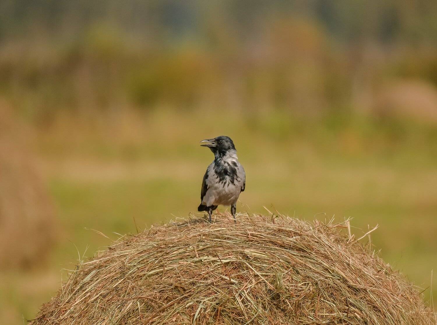 серая ворона, стог, сентябрь, Corvus cornix, врановые, поле, сенокос, Ксения Соварцева