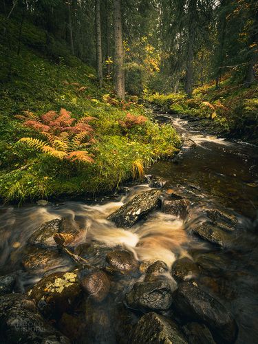 Autumnal woodland