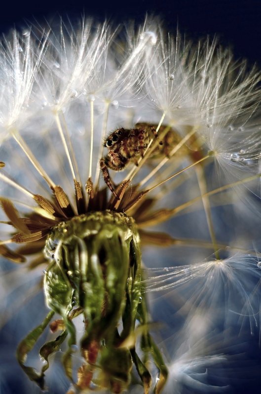 макро, скакун, одуванчик, мануал, природа, макросъемка, паук, легкость  Воздушный скакунчик  фото превью