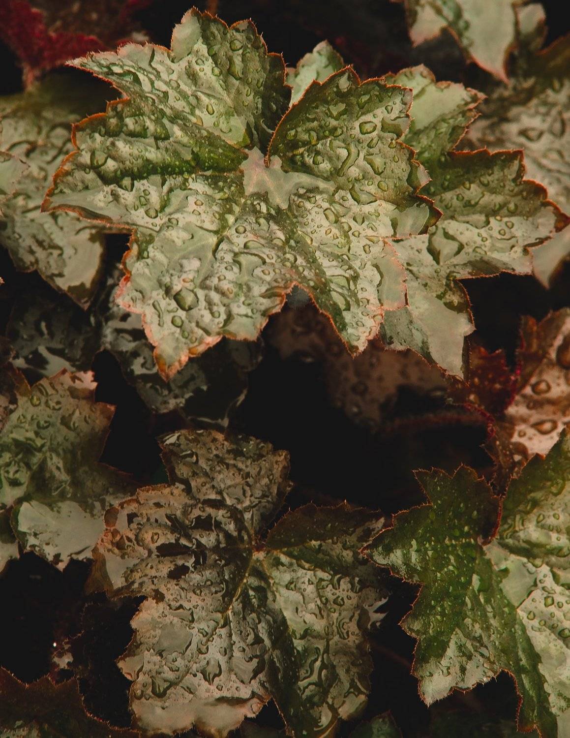 , Астрид Екатерина