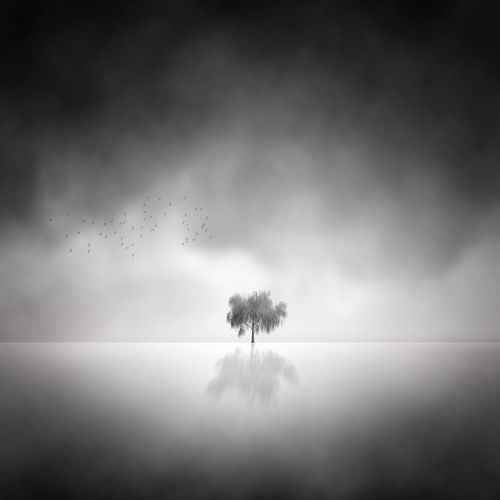 Lonely Tree 