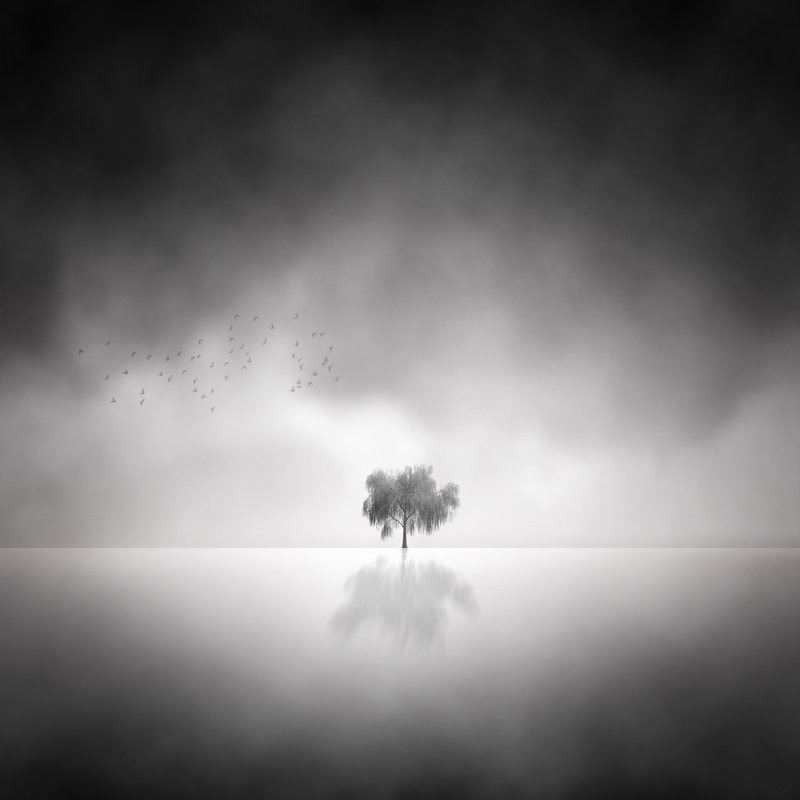 Fine Art  Lonely Tree  фото превью