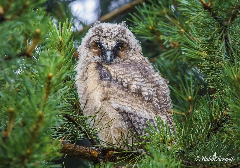 сова, ушастая сова, птицы, Asio otus Вы к кому? фото превью