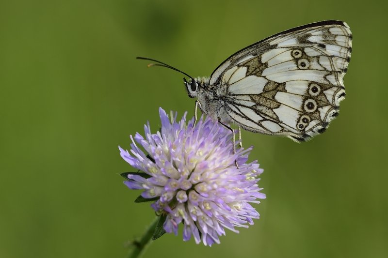 бабочка  butterfly бабочка фото превью