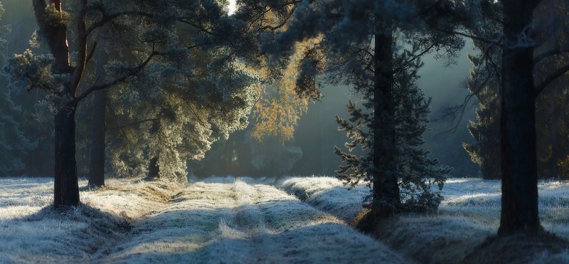 павловскийпарк, павловск, питер, пейзаж, природа, рассвет, осень, павловский парк, landscape, tsarskoyeselo, autumn Улыбка осени. . . фото превью