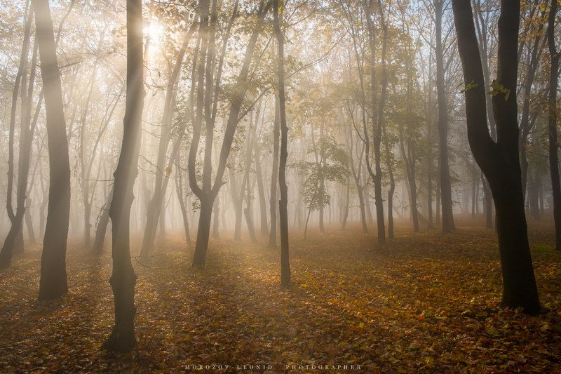 #nature, #туман, #лес, #oсень, #украина, #карпаты, #пейзаж, #закат, #туман, #солнце, #свет, #mountain range, #mountains, #туризм, #лес, #nature, #природа,  фото превью