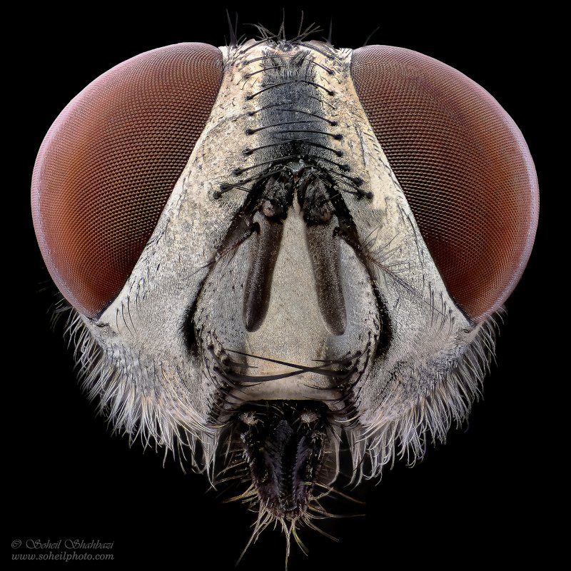 macro,macro photography, soheil shahbazi,insect Flesh fly фото превью