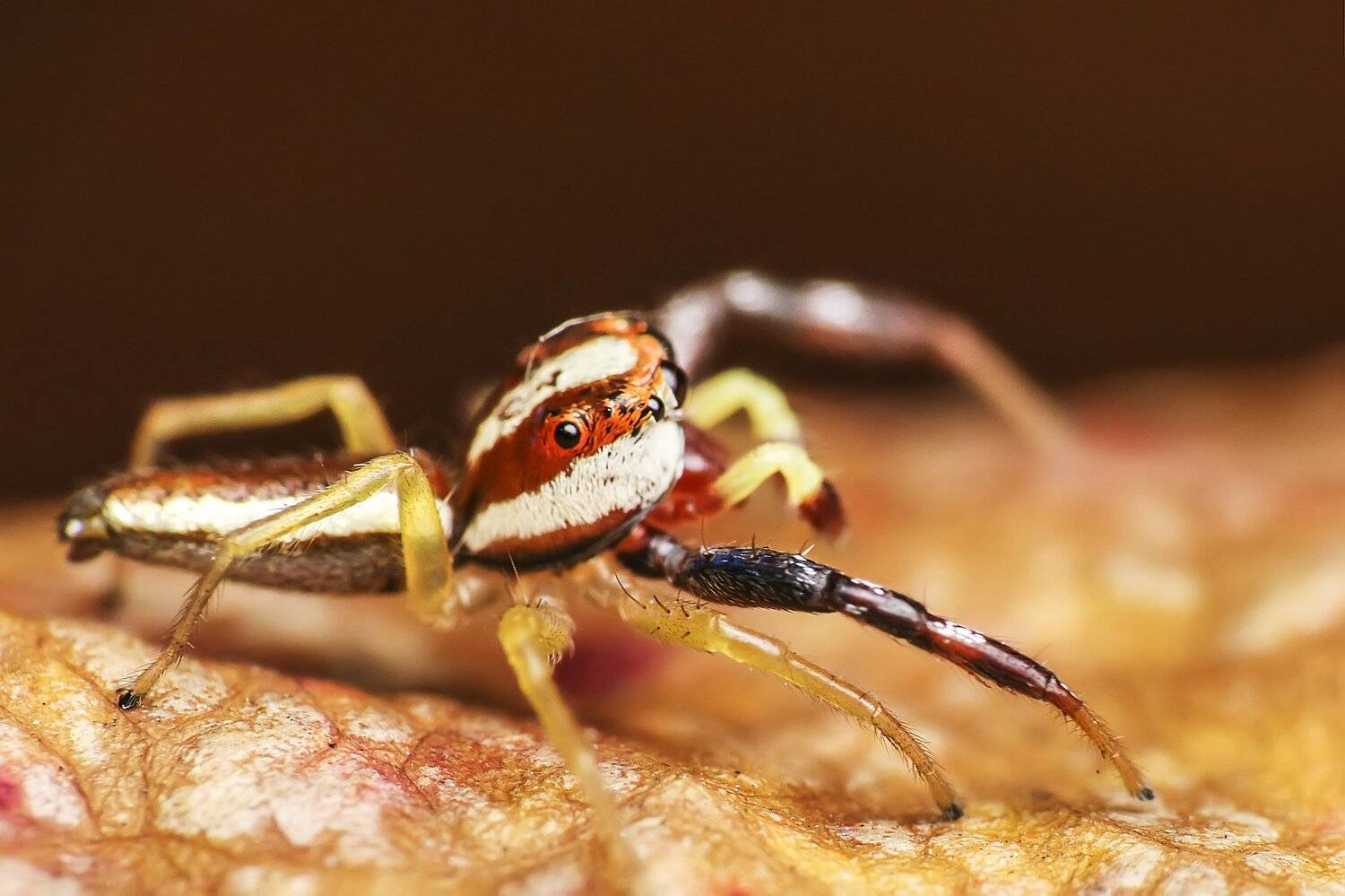 Spider. Автор: NeCoTi ChonTin Spider, macro, close up, nature, natural, insect, NeCoTi ChonTin