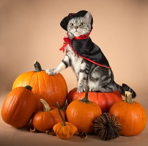 Маркиз и Рыжик с тыквами - Autumn Cats