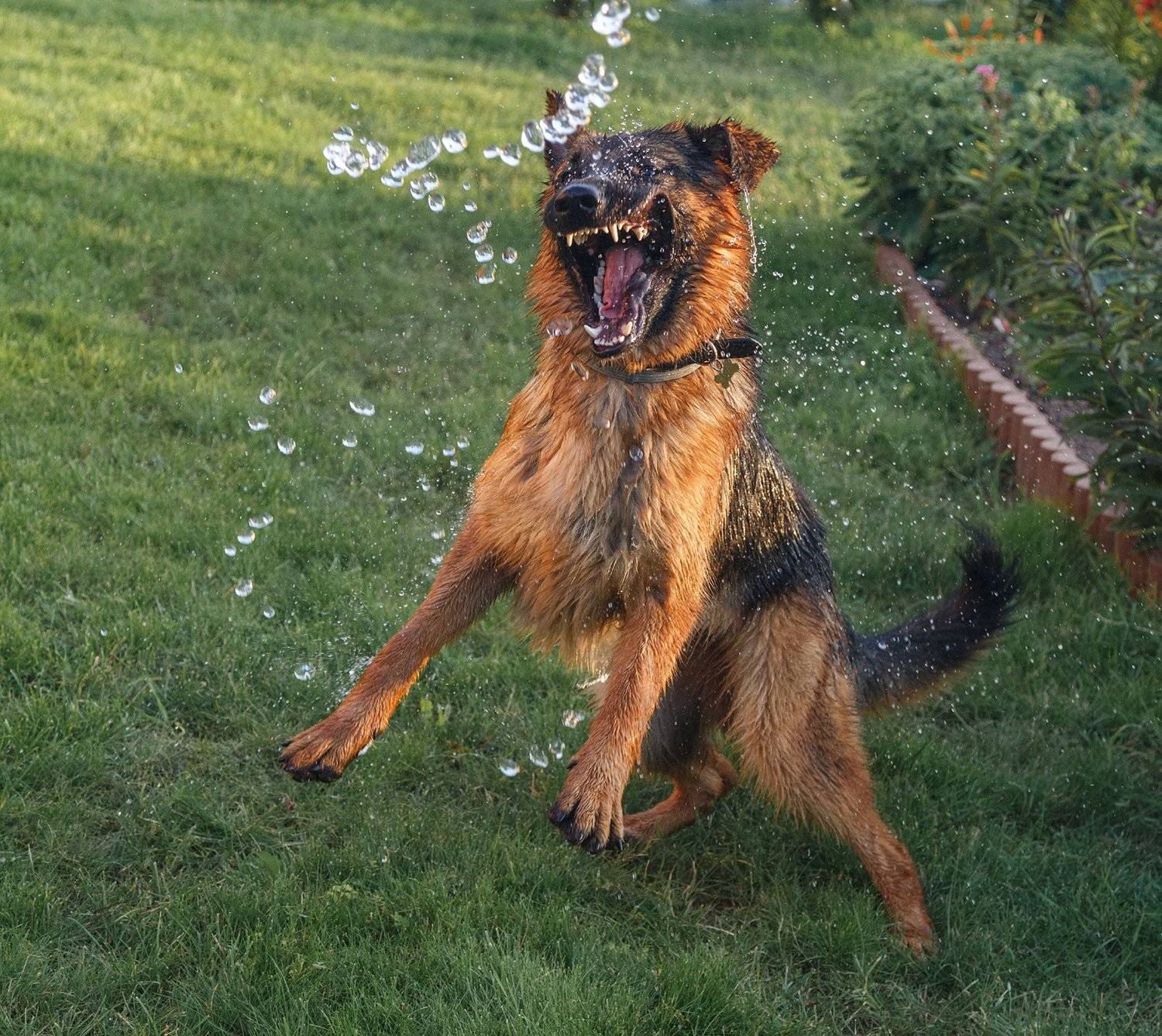 овчарка, брызги, улыбка, зубы, рывок, игра, движение, Оксана Ведмеденко