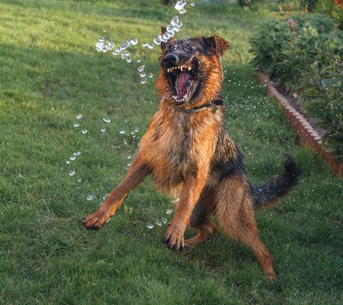 Догоню и разорву !