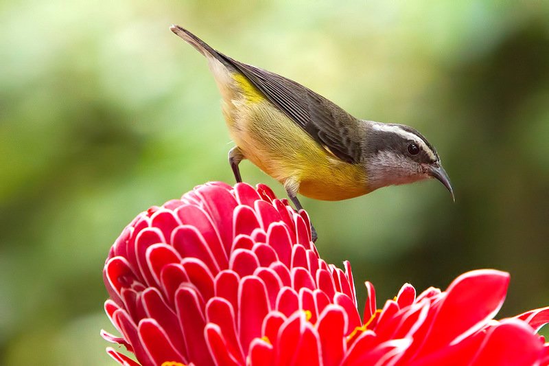 птицы, животные, бразилия Банановый певун или сахарная птица (Coereba flaveola) фото превью