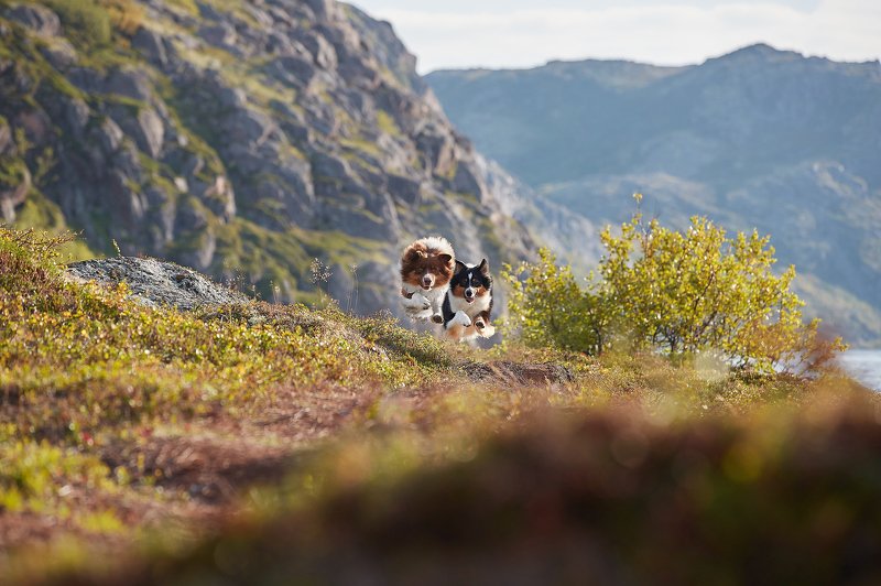 кольский, собаки, Хибины, Куэльпорр, Умба Вперед! фото превью
