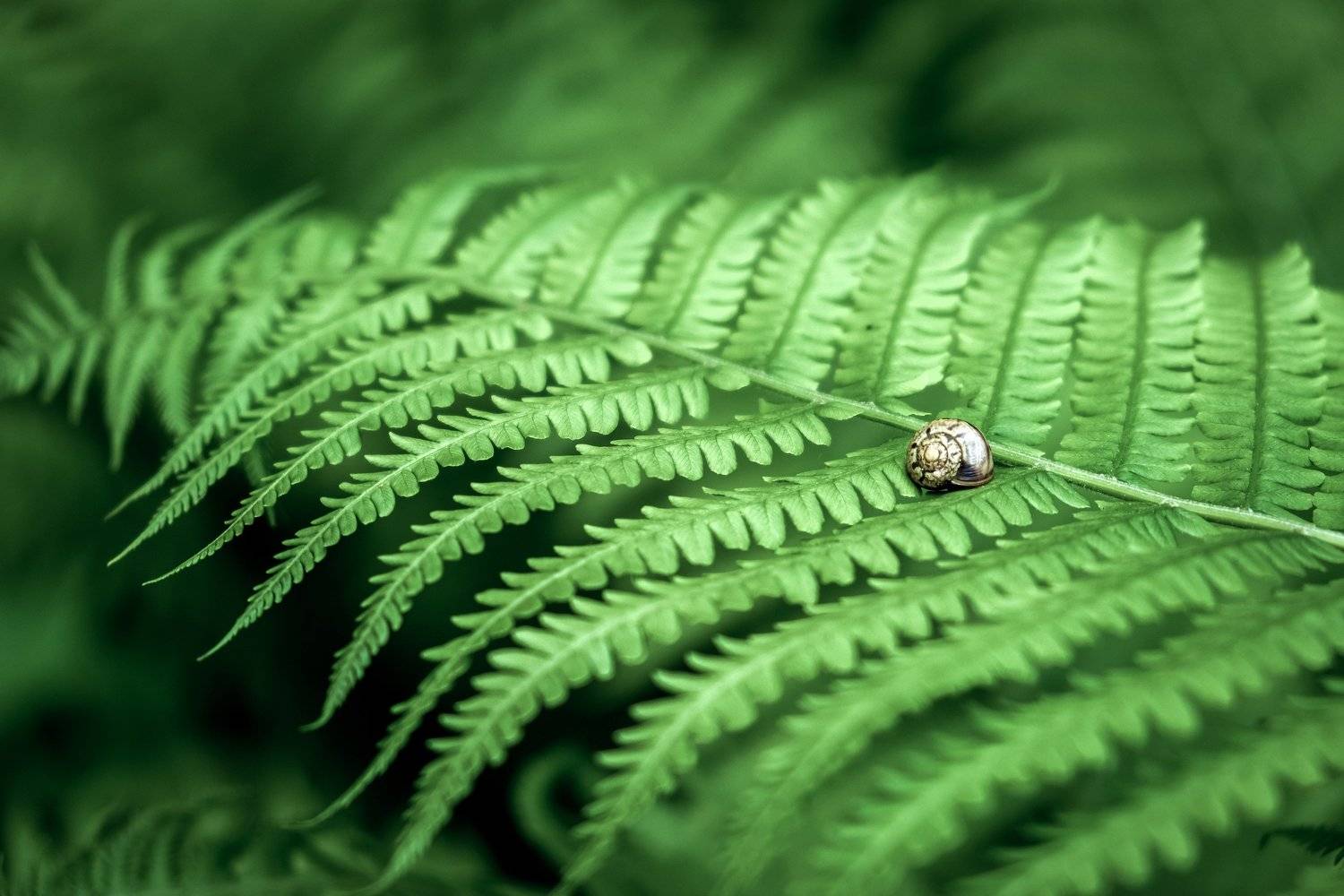 , Денис Винарь