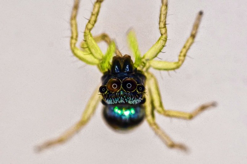 Tiny green legs фото превью