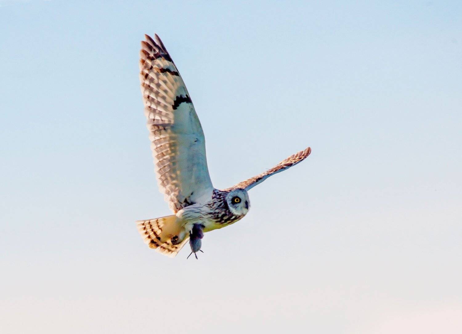 , Михаил Белоусов