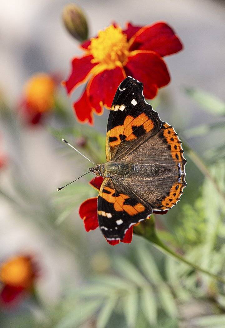 бабочка, индийский, адмирал, vanessa, indica, цветок, бархатцы, владивосток, осень, октябрь, Евгений Слободской