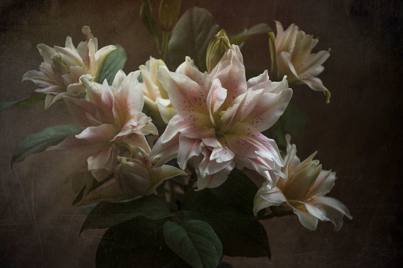 лилии, белые, букет, ваза, фон, темный, листья, винтаж Лилии фото превью