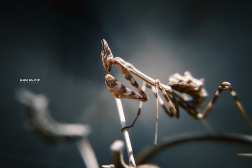 Mantis Religiosa