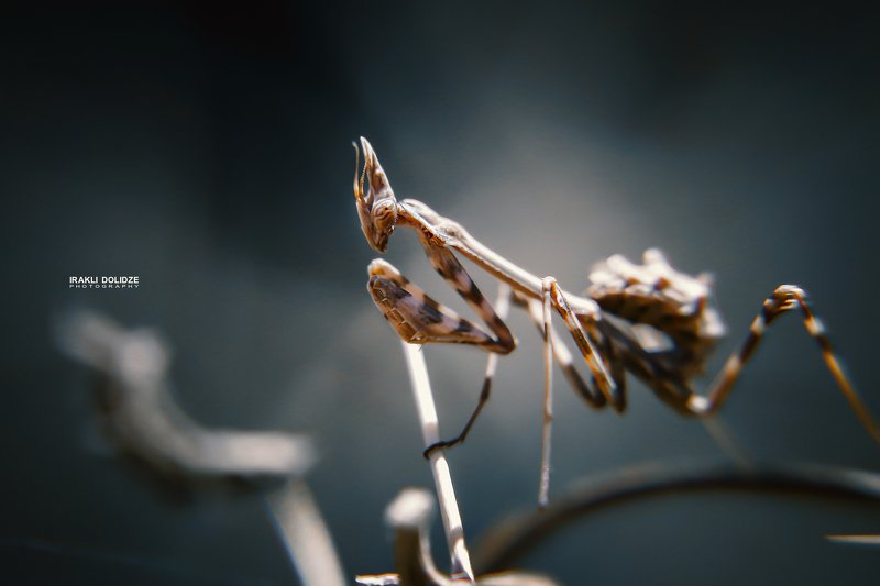 mantis religiosa, macro, close-up, outdoor, photography Mantis Religiosa фото превью