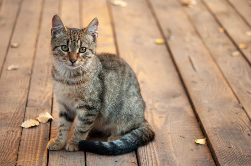 малък Котарак фото превью