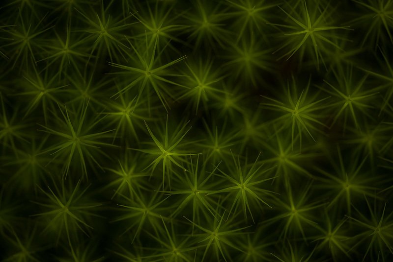 мох абстракция звезды фактуры Звезды фото превью