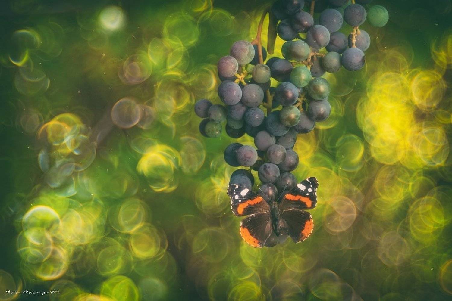 macro, nature, butterfly, Ryszard Lal