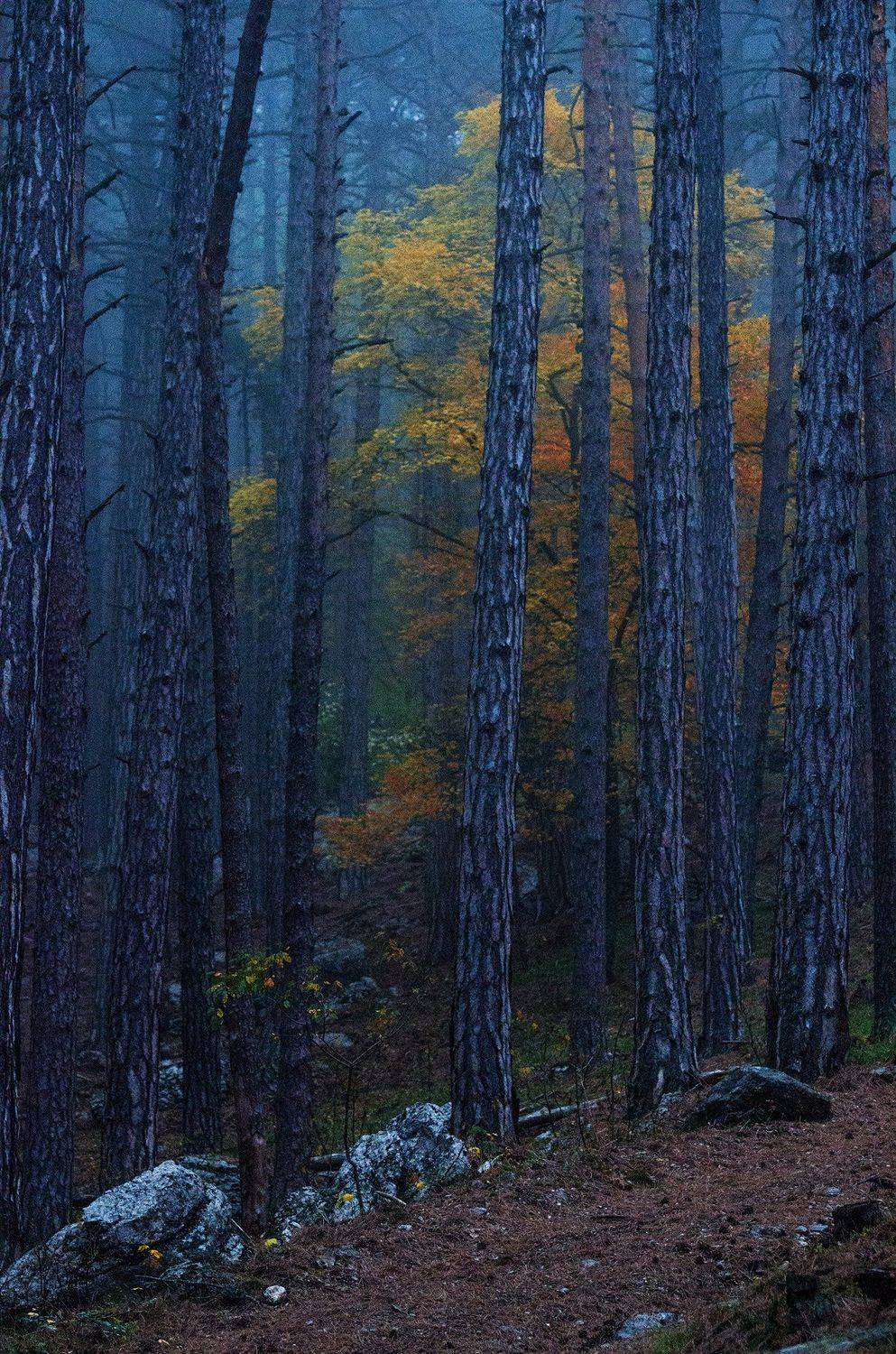 крым, ялта, октябрь, горы, Алексей