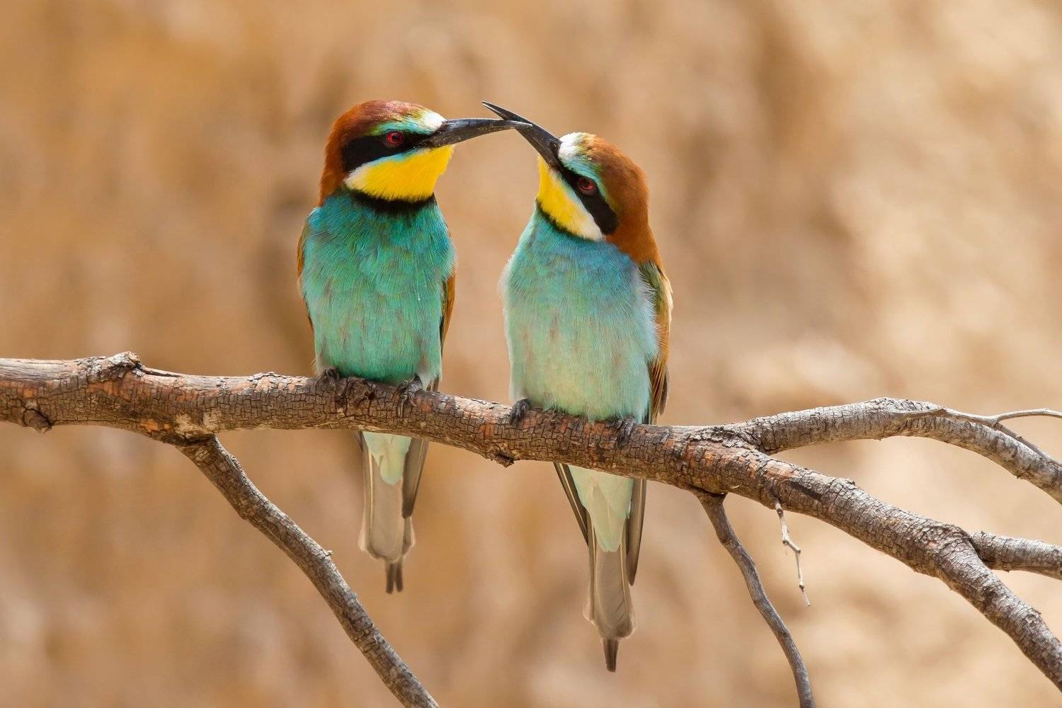 ПётрРогов,фотограф,дикаяприрода,динамика,птицы,орнитология,фотоохота,золотистаящурка,пчелоедка,canon5dmarkiii,canon600mmf4,birds,ornitology,dinamiс,wildnaturephotography,wildnature,Israel,Израиль,wildnaturephotography,wildnature, Пётр Рогов