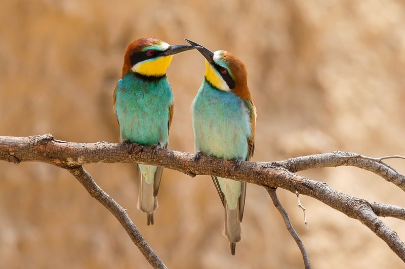 ПётрРогов,фотограф,дикаяприрода,динамика,птицы,орнитология,фотоохота,золотистаящурка,пчелоедка,canon5dmarkiii,canon600mmf4,birds,ornitology,dinamiс,wildnaturephotography,wildnature,Israel,Израиль,wildnaturephotography,wildnature Золотистая щурка  фото превью