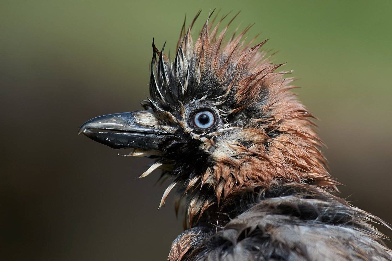 , Калин Ботев