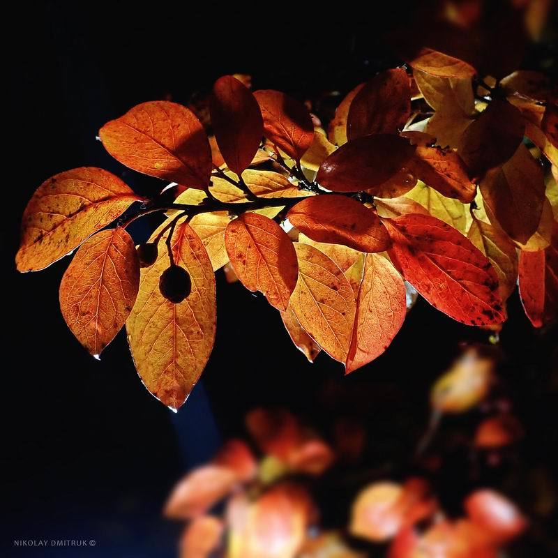 ночь ночь ботаника. 2019 фото превью