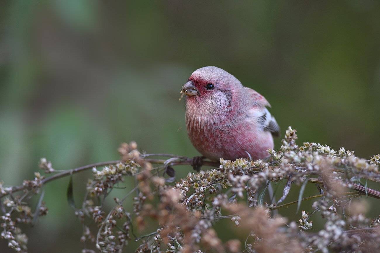 полынь,урагус,длиннохвостый снегирь,самец, Иван