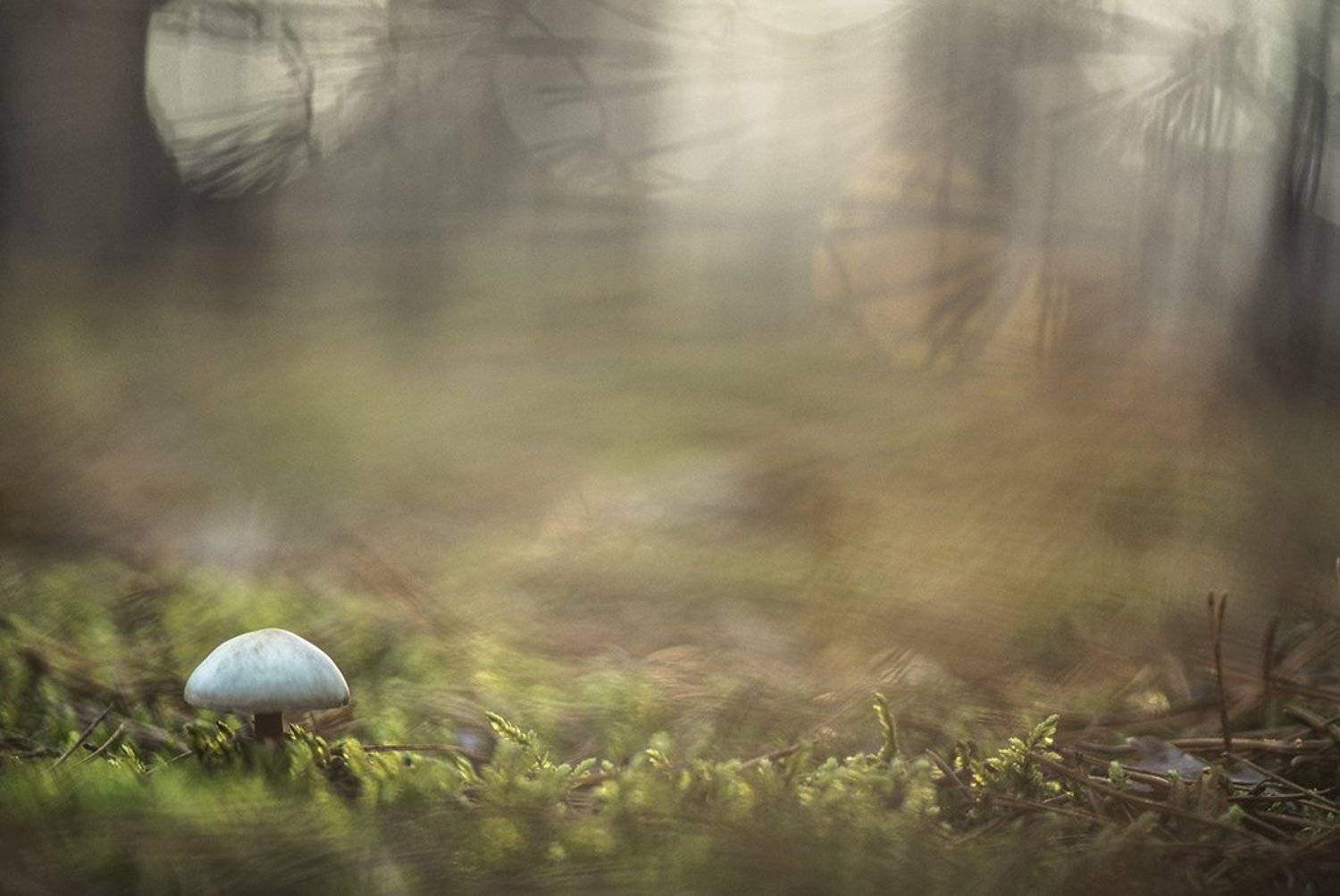 грибы, осень, свет. цвет, макро, видения, поганки, мох, октябрь, воронеж, Геннадий Мещеряков