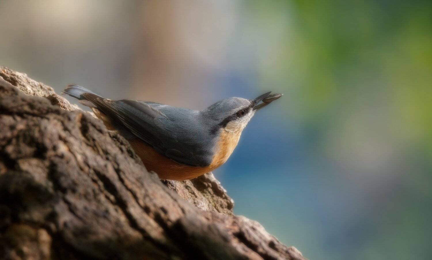 утро, Alexander Plekhanov