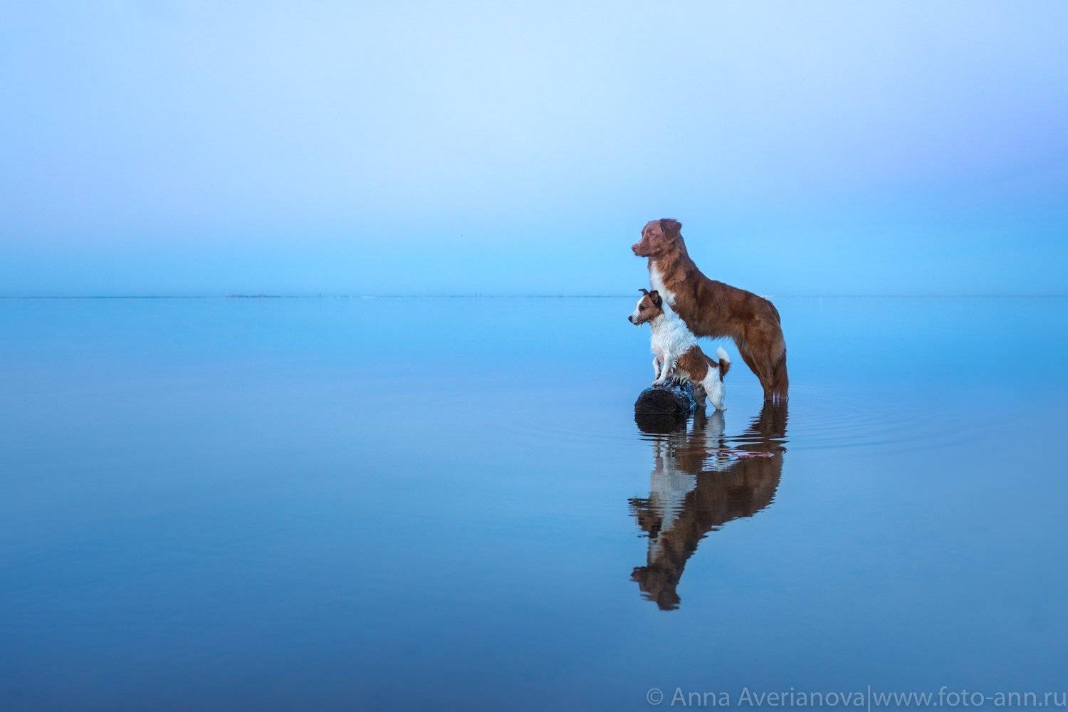 море, собаки, Анна Аверьянова