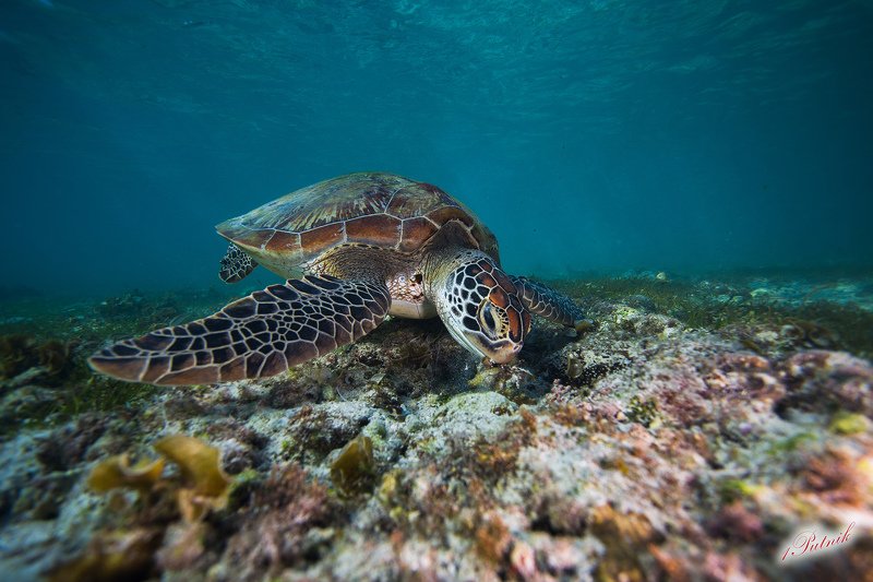 фото превью