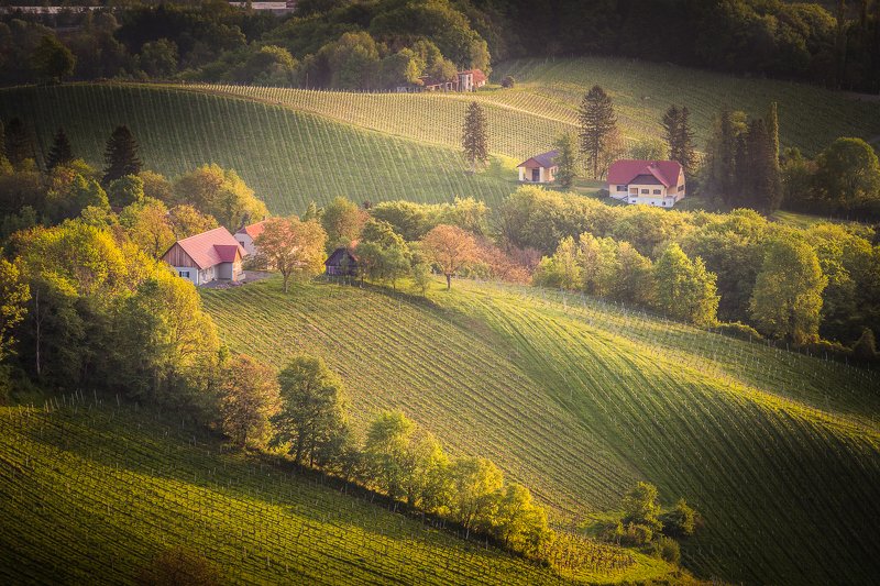 slovenia, travel, sunrise, adventure, fields, vineyards Somewhere in the Slovenian vineyards фото превью