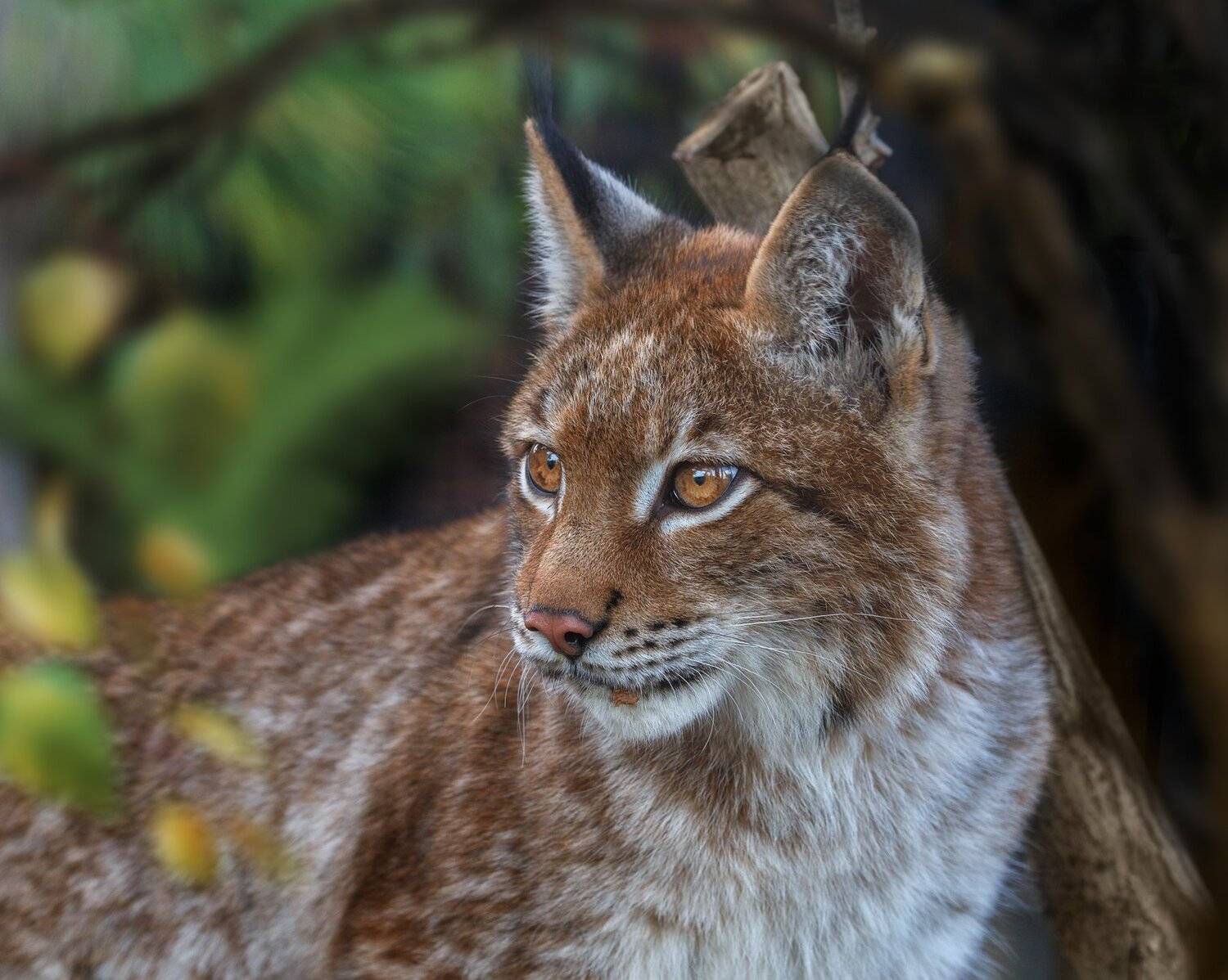 рысь, Олег Богданов