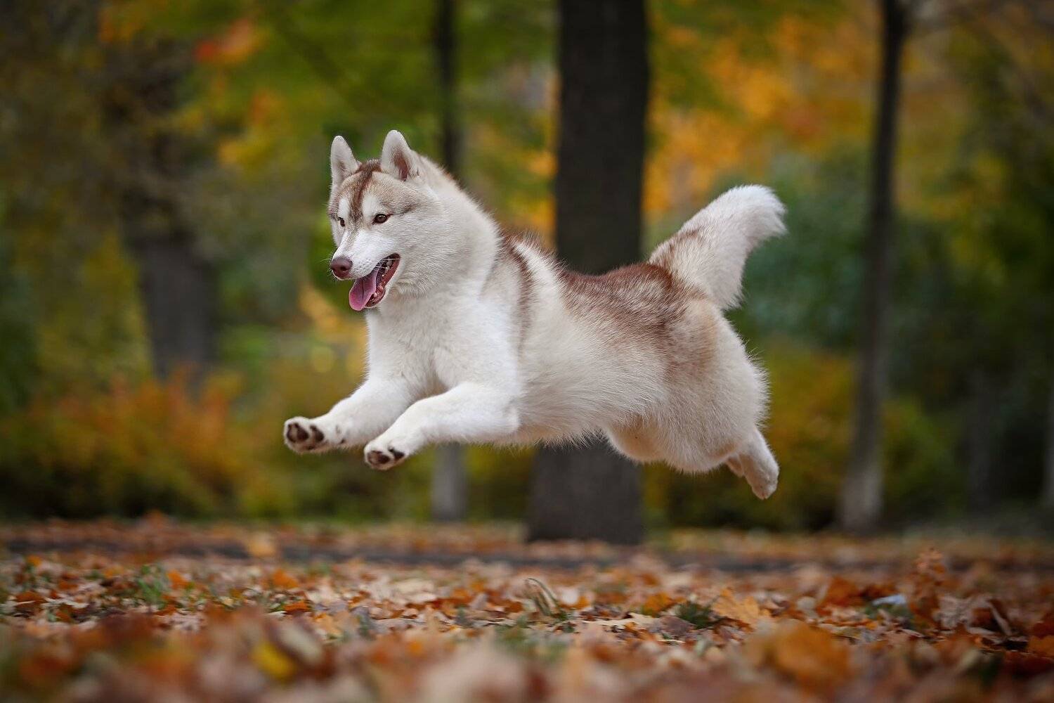 , Андрей Ершов