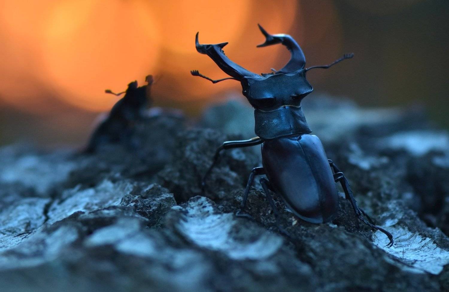 , Макеев Алексей