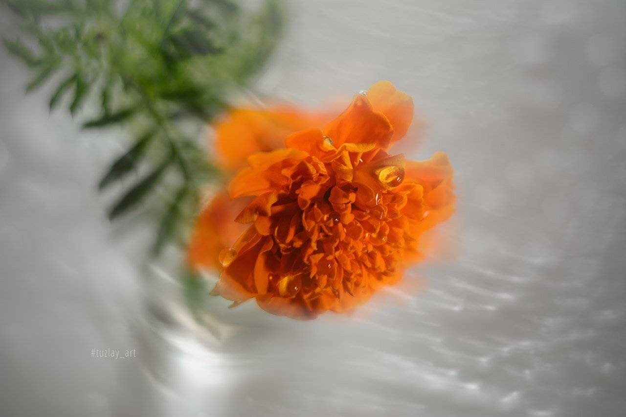 бархатец, тагетис, абстракция, Владимир Тузлай